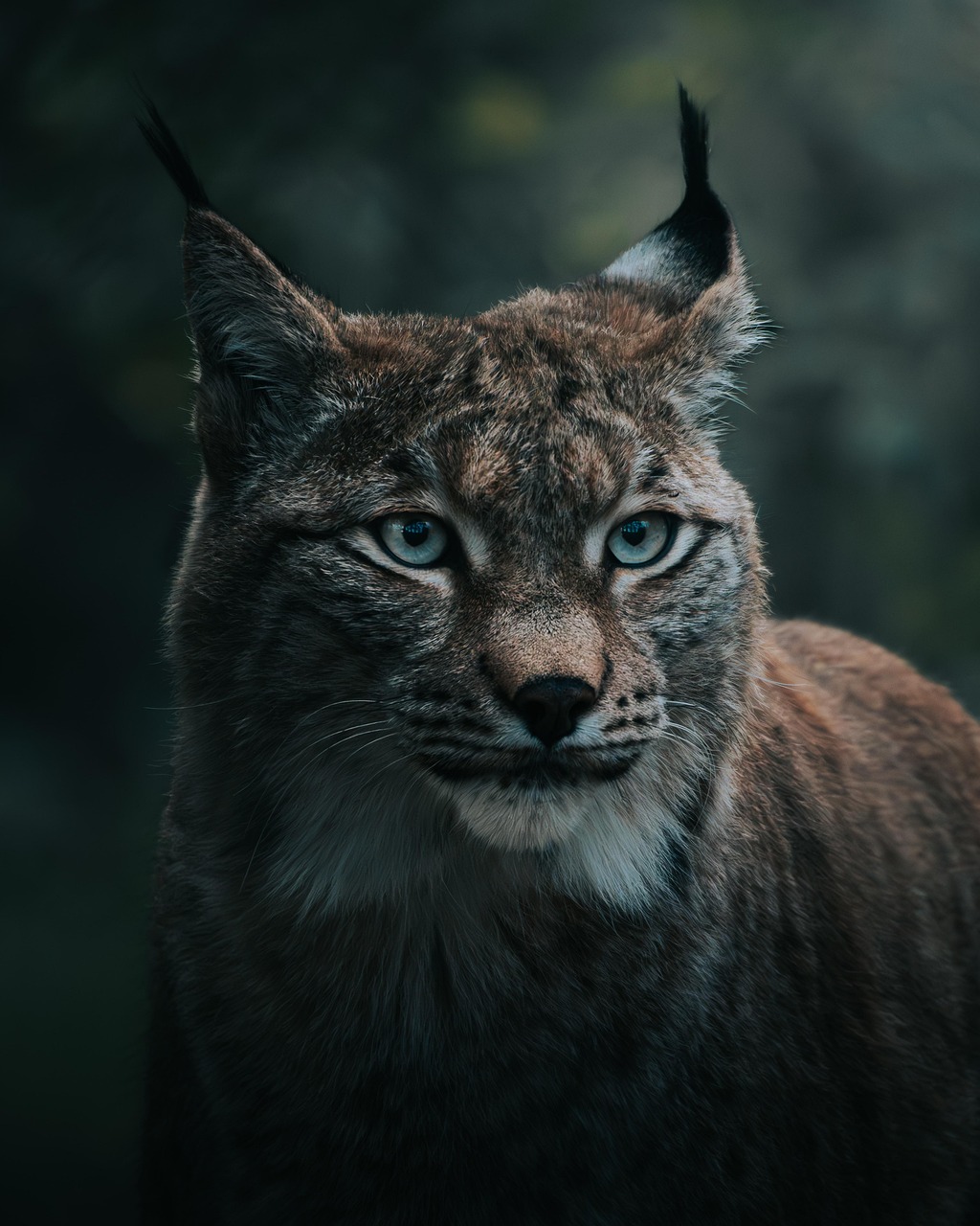  Lynx cat in the wild