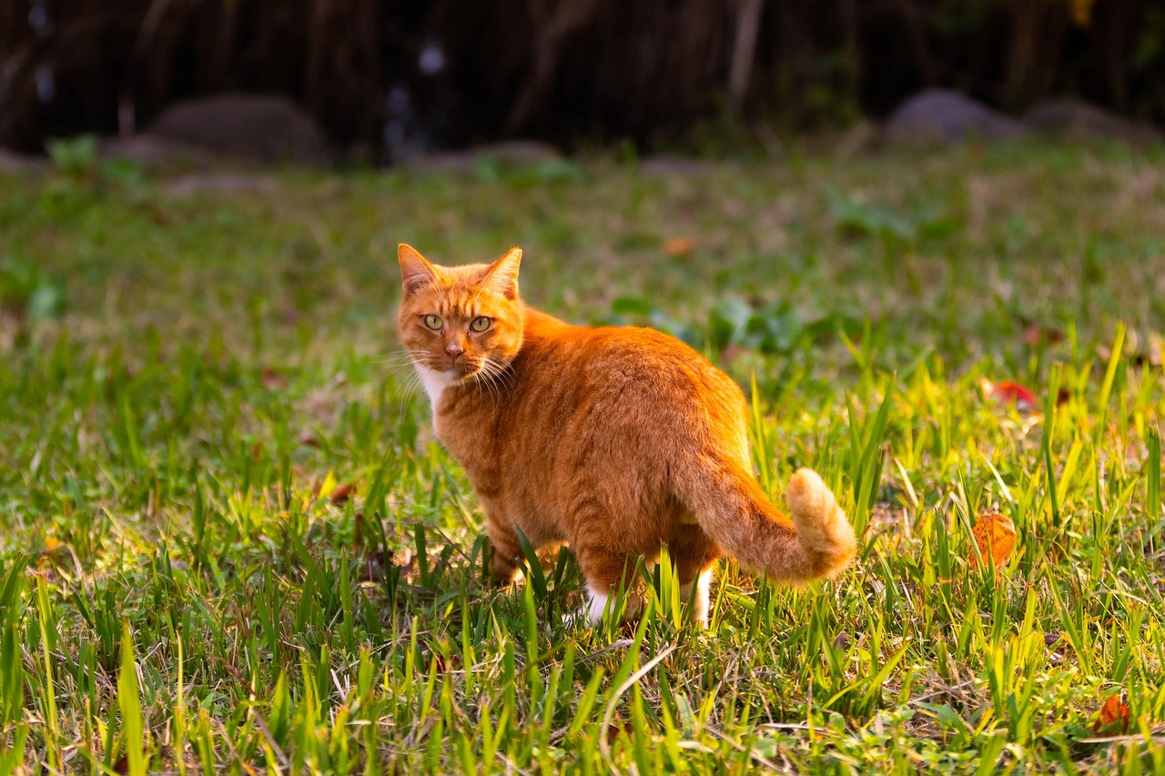 Orange cat in field