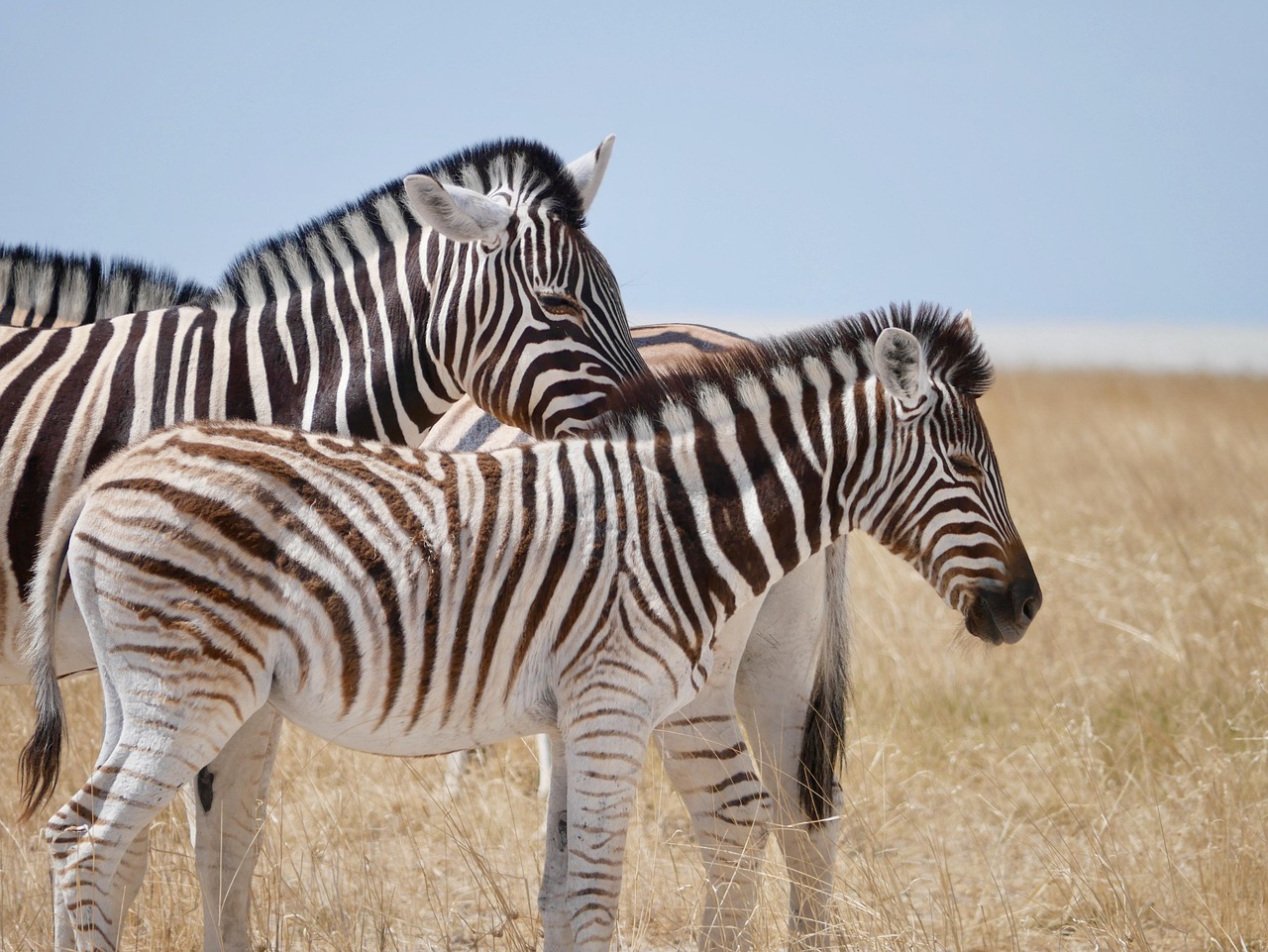 Two zebras in the wild